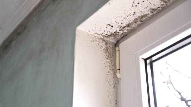 Best Residential Mold Inspection & Testing  in La Harpe, IL